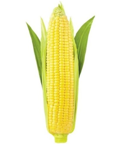 Mazorca de Maíz