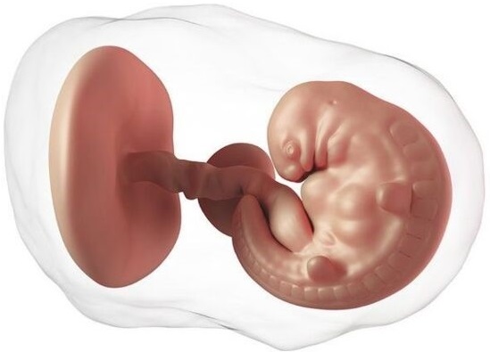 Embrión de 3 milímetros